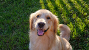 A golden retriever in the back yard