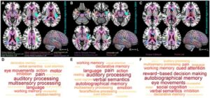 Frontiers | The involvement of brain regions associated with lower ...