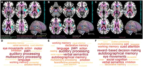 Frontiers | The involvement of brain regions associated with lower ...