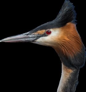 Grebedoc — static site hosting for git forges