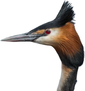 grebe