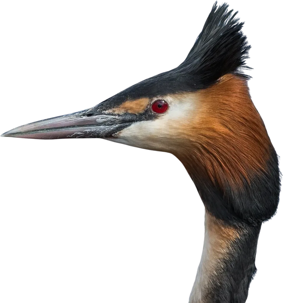 grebe