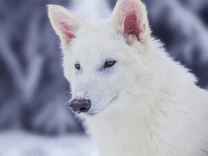 Scientists Claim to Have Brought Back the Dire Wolf | WIRED