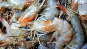 shrimp-1152x648-1