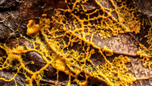Watch Mycologist Explains How a Slime Mold Can Solve Mazes ...