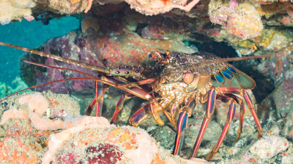 Japanese Spiny Lobster, Panulirus japonicus, in sea caves. and others. fish school. Hirizo beach, Nakagi port, Minami-Izu, Izu Peninsula, Shizuoka pref, Japan. -2025.