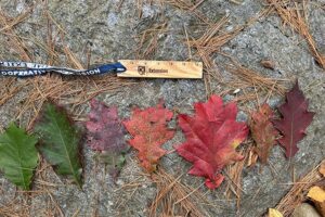 Could This Year's Drought Dull Fall Foliage Viewing? You May be ...
