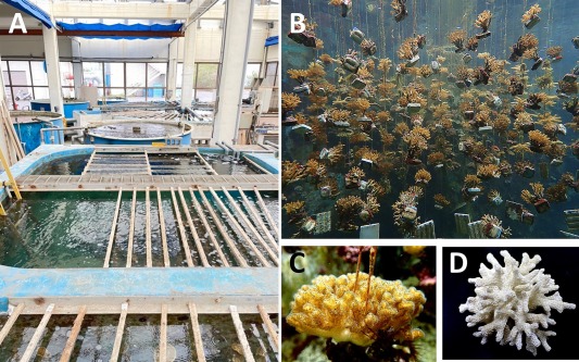 Cultivated Pocillopora acuta coral as a sustainable and effective ...