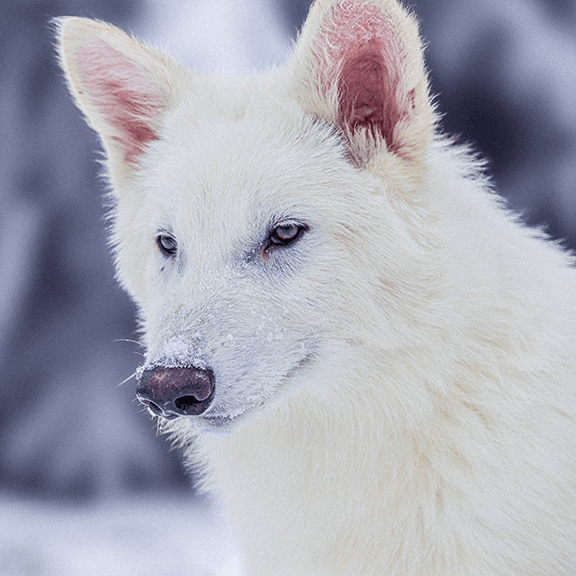 Scientists Claim to Have Brought Back the Dire Wolf | WIRED