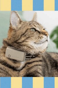 Tractive Smart Pet Collar Review: An Inexpensive Way to Keep Tabs ...