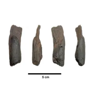 430k-year-old well-preserved wooden tools are the oldest ever found