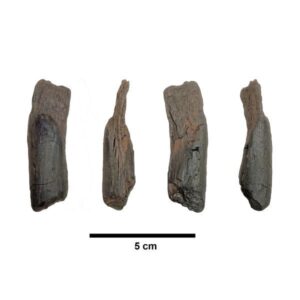 430,000-Year-Old Wooden Tools Are the Oldest Ever Found - The New ...