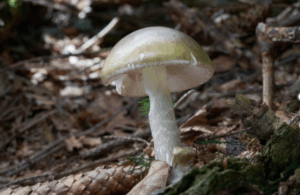 death-cap-mushroom