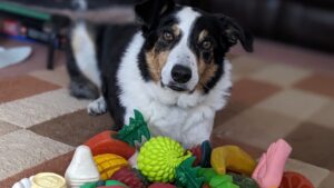 doggoes3-1152x648-1767717035