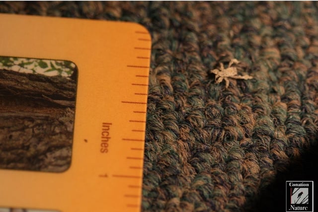 iNaturalist had left me hanging, but thanks to another poster ...