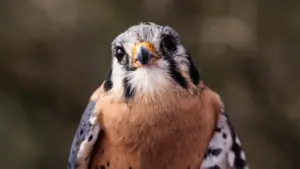 Tiny falcons are helping keep the food supply safe on cherry farms