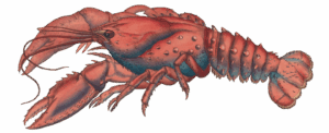 lobster-vintage-illustration-1