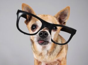 pet tech | TechCrunch