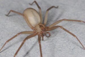 Why You Need Not Fear the Poor, Misunderstood Brown Recluse Spider ...