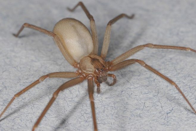 Why You Need Not Fear the Poor, Misunderstood Brown Recluse Spider ...