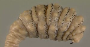 Absurd Creature of the Week: Burrowing Botfly Grows Huge Feasting ...