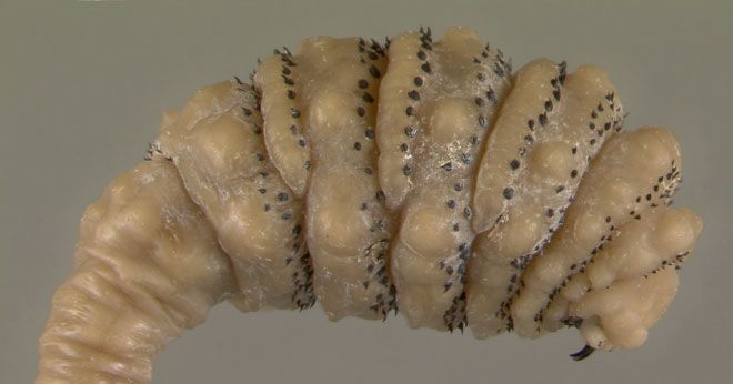 Absurd Creature of the Week: Burrowing Botfly Grows Huge Feasting ...