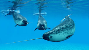 Narwhal Male Whales