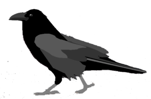 raven