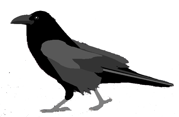 raven