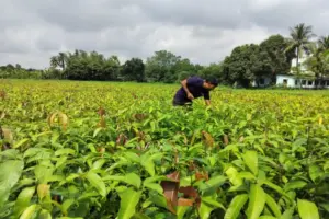 India’s Varaha bags $20M to scale carbon removal from the Global South