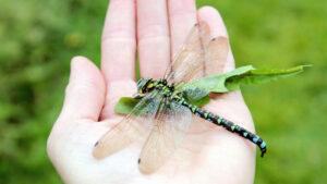 Green dragonfly sitting on the human hand