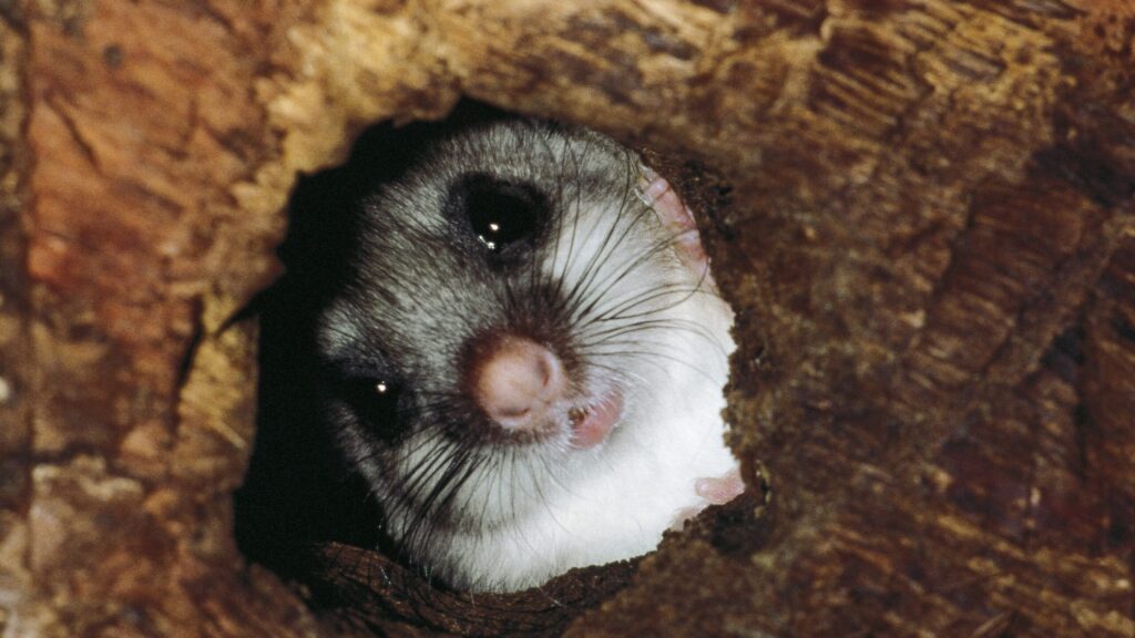Edible dormouse or Fat dormouse (Glis glis)