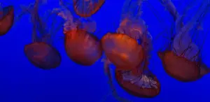 Willingness to look stupid