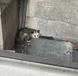 I wanted to build vertical SaaS for pest control, so I took a technician job