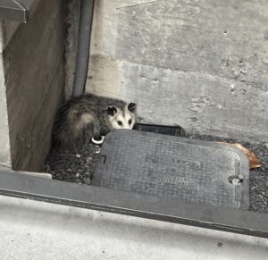 I wanted to build vertical SaaS for pest control, so I took a ...