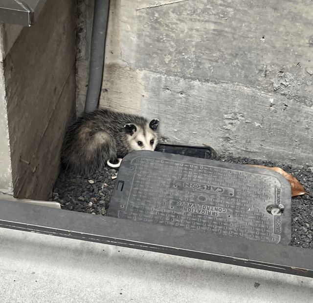 I wanted to build vertical SaaS for pest control, so I took a ...