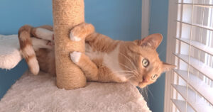 roland_scratching_post