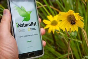 Citizen Science : How to use the iNaturalist App - Gabis Arboretum