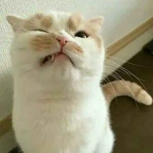 http desync attack on discord !!